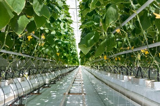 Top Strategies for Maximizing Crop Yields in Commercial Greenhouses
